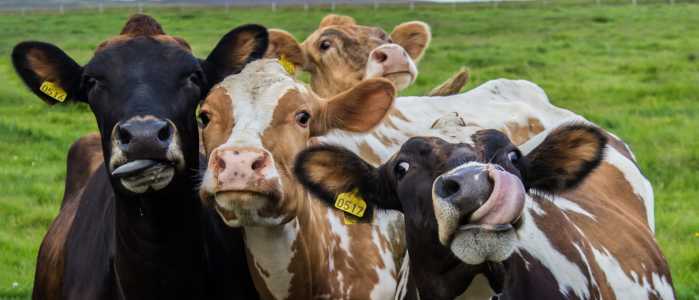 Screenshot Dailycaller.com