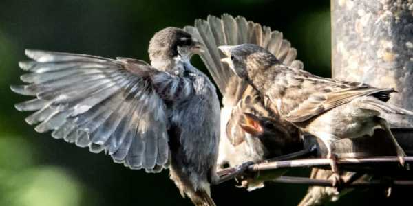 Screenshot Arstechnica.com