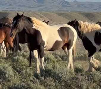 Screenshot Thegatewaypundit.com