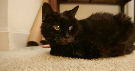 Screenshot Huffpost.com