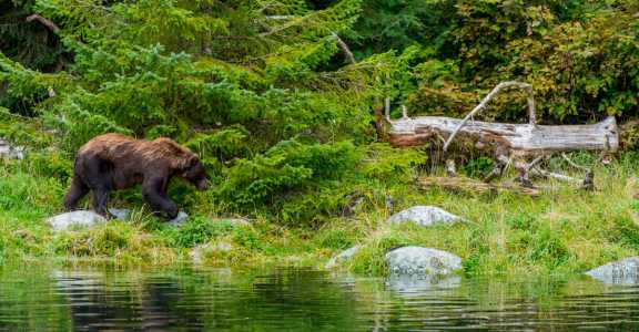 Screenshot Huffpost.com