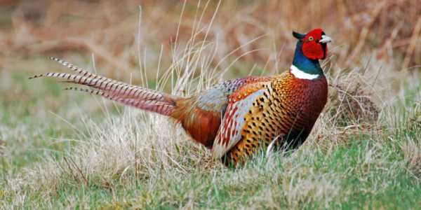 Screenshot Arstechnica.com