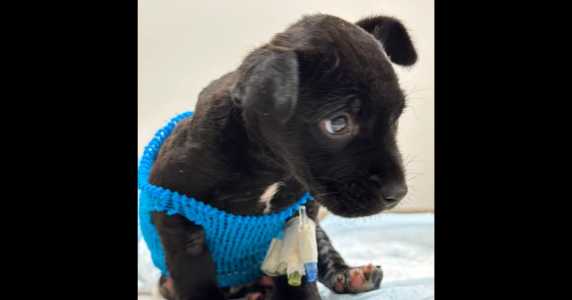 Screenshot Westernjournal.com